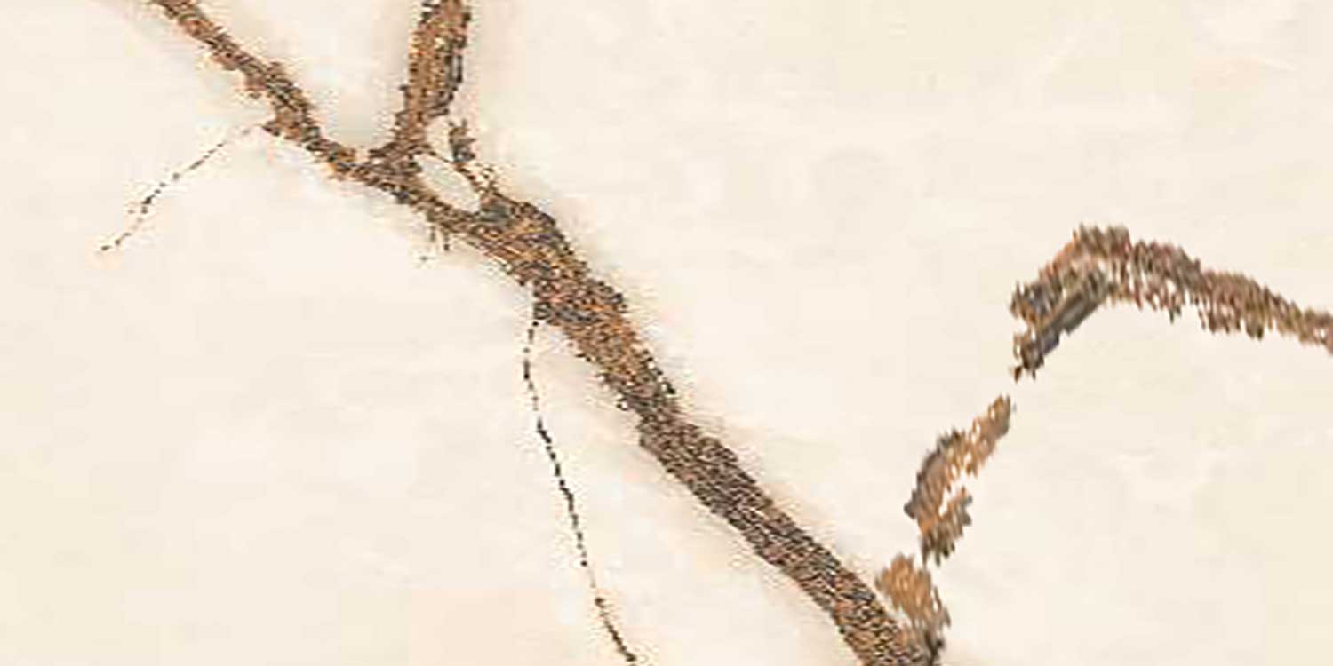Stellina Gold Streak