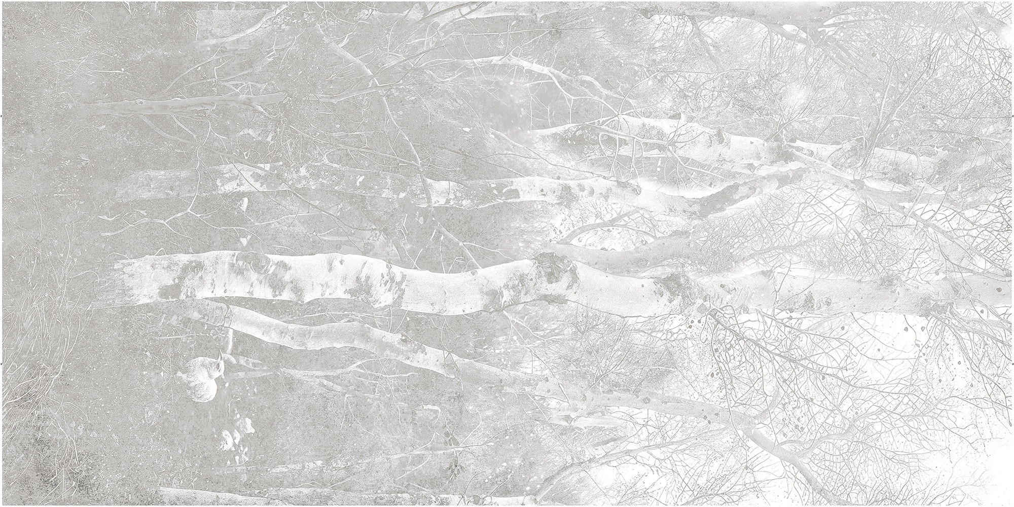 Birch Silver 